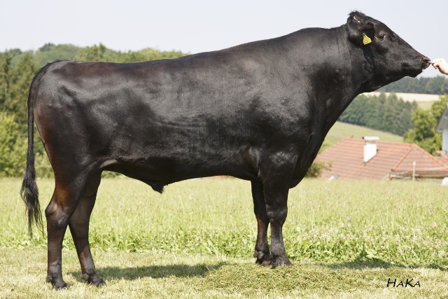 Fullblood Wagyu Zuchtbulle aus österreichischer Zucht – Wagyu Rind mit typischer Körperstruktur und kräftiger Vorderhand